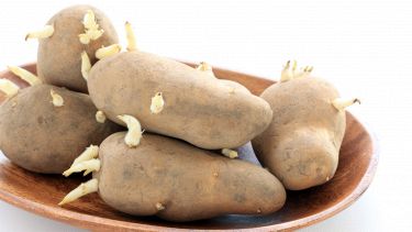 Come conservare le patate senza farle germogliare