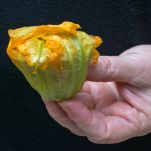 Fiore di zucca ripieno e ben chiuso