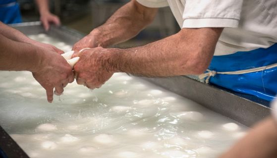 Mani che lavorano la mozzarella