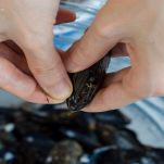 Mani aprono cozze fresche