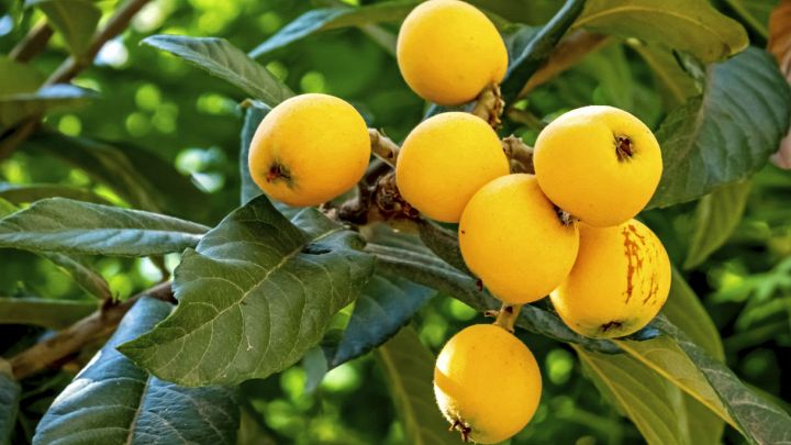 Nespole, proprietà e ricette