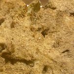 cotolette-cavolfiore