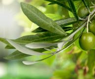 Sapevi che anche le foglie d'olivo possono essere usate in cucina? Ricche di proprietà benefiche per l'organismo, trovano spazio in diverse ricette: ecco quali