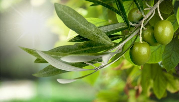 Sapevi che anche le foglie d'olivo possono essere usate in cucina? Ricche di proprietà benefiche per l'organismo, trovano spazio in diverse ricette: ecco quali
