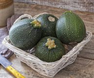 Le zucchine tonde, povere di calorie e ricche di nutrienti, sono la scelta ideale per molte ricette: sono ottime soprattutto ripiene