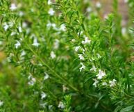 Vediamo insieme quali sono le proprietà principali, i valori nutrizionali, i benefici e le controindicazioni di quest'erba fondamentale in cucina