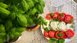 Tavolo con caprese di zucchine e piante di basilico