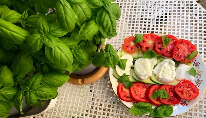 Tavolo con caprese di zucchine e piante di basilico