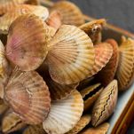 Lavate le conchiglie