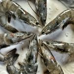 Coseup view of raw tiger prawns