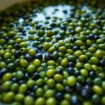 Olive schiacciate