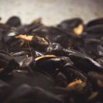 Pasta con le cozze in bianco