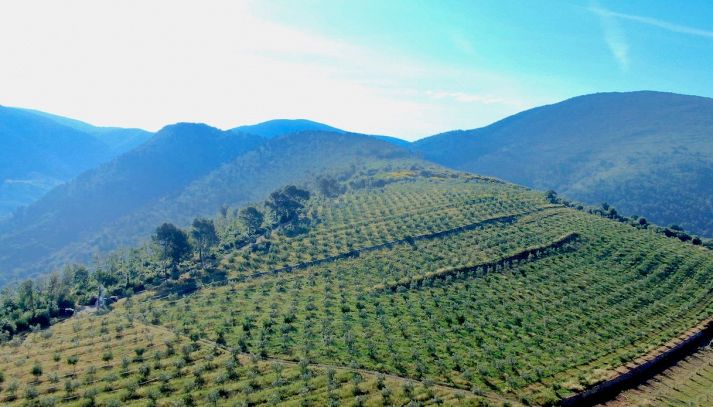 Giornata Mondiale Olivo: un nuovo bosco italiano da 1 milione di alberi