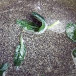 burro e salvia in padella