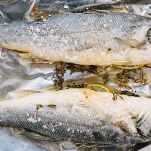 Lavarello al cartoccio