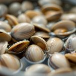 Vongole in ammollo