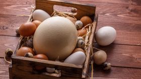 Elenco e caratteristiche delle uova commestibili