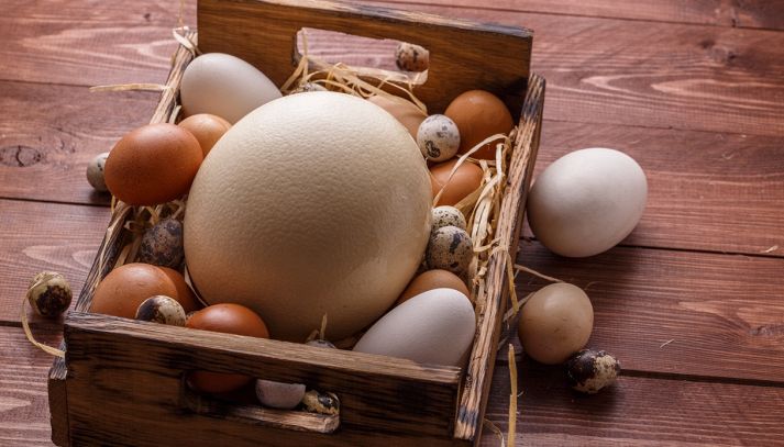 Elenco e caratteristiche delle uova commestibili