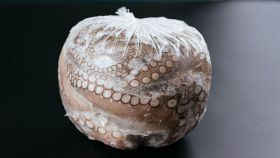 Come scongelare il polpo velocemente