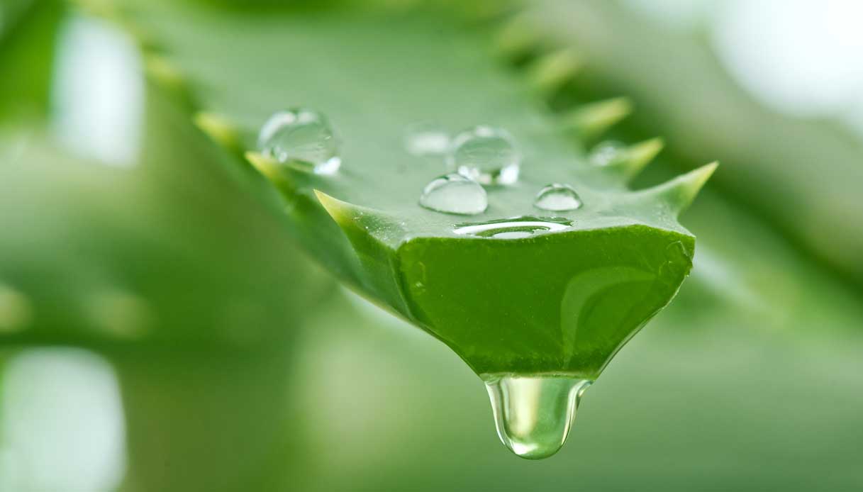 Come usare l’aloe per le bruciature_step_1