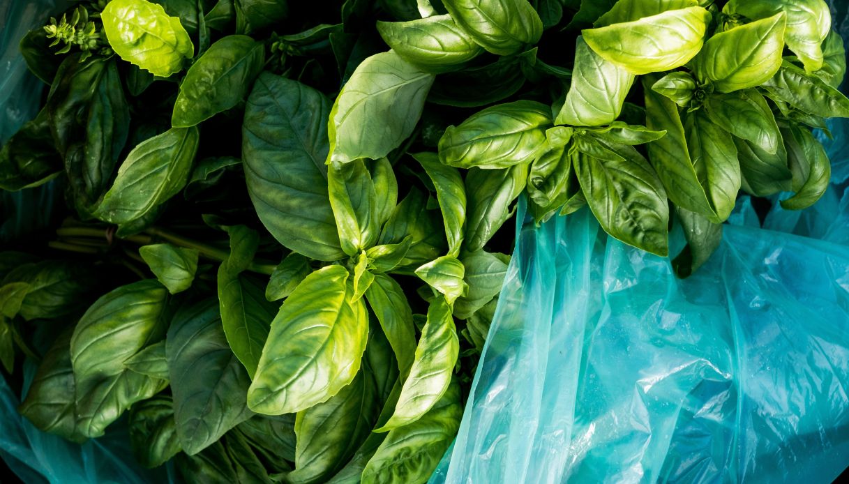 Come conservare il basilico_step_2