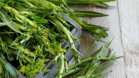 Come pulire le puntarelle