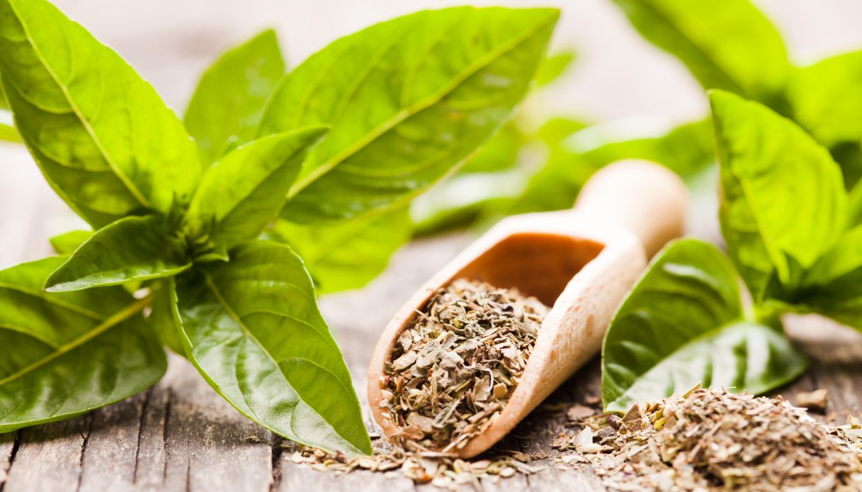 Essiccare le foglie di basilico per profumate tisane