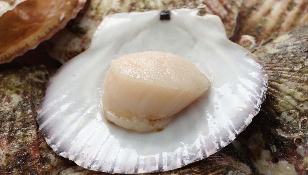 Come pulire le capesante_step_2