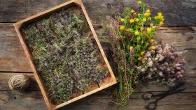 Come essiccare il timo