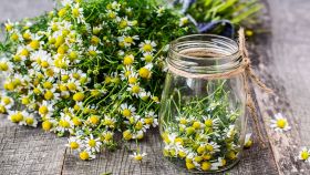 Come essiccare la camomilla
