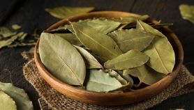 Come essiccare le foglie di alloro