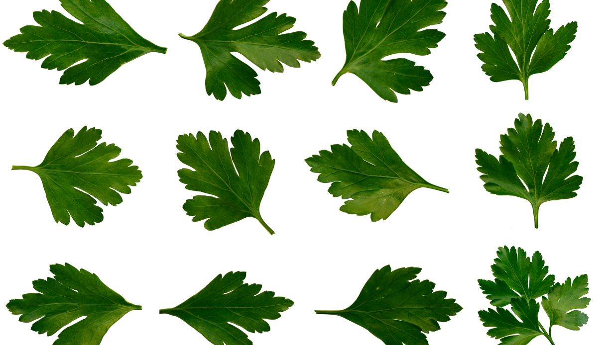 Come essiccare il prezzemolo_step_1