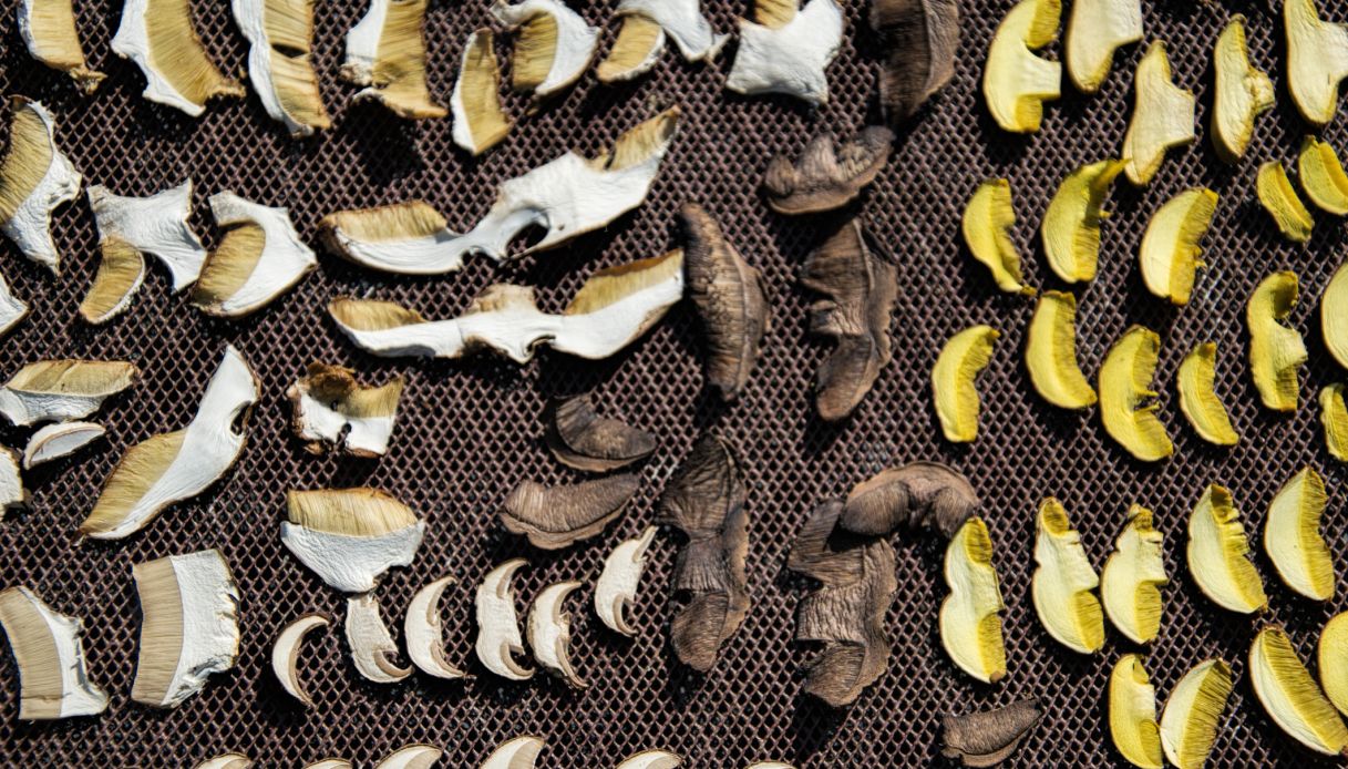 Come essiccare i funghi_step_2