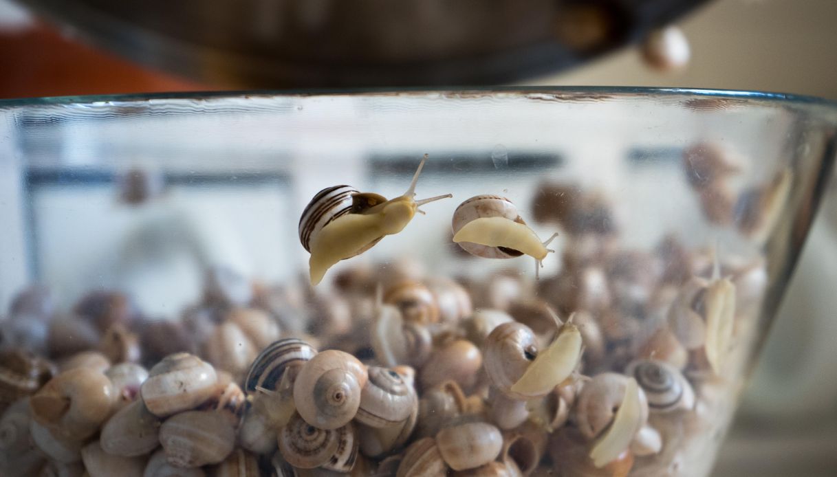 Come spurgare e pulire le lumache_step_2