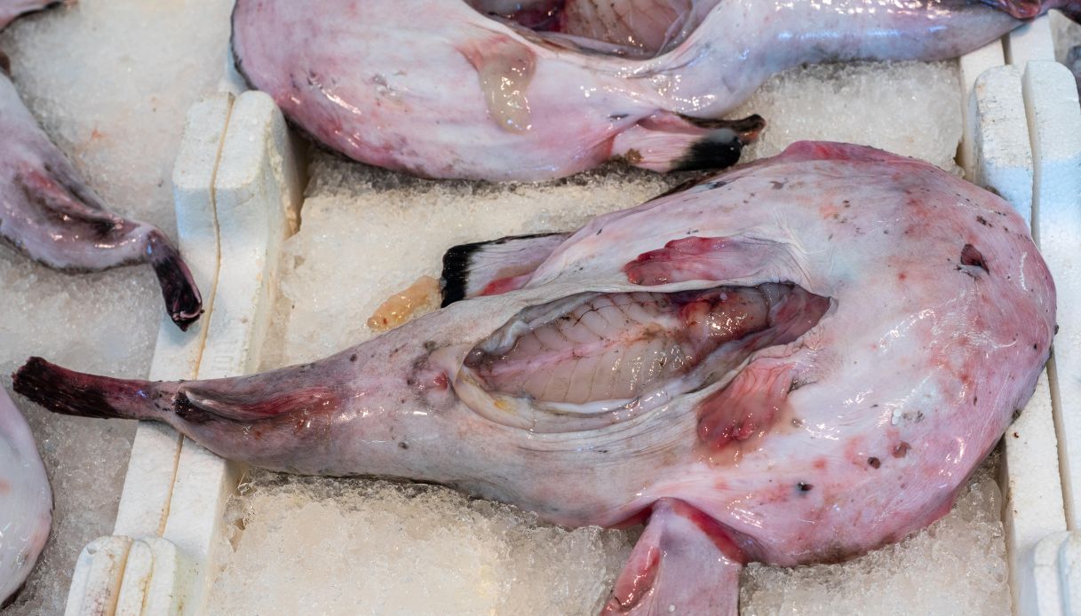 Come pulire la rana pescatrice_step_2