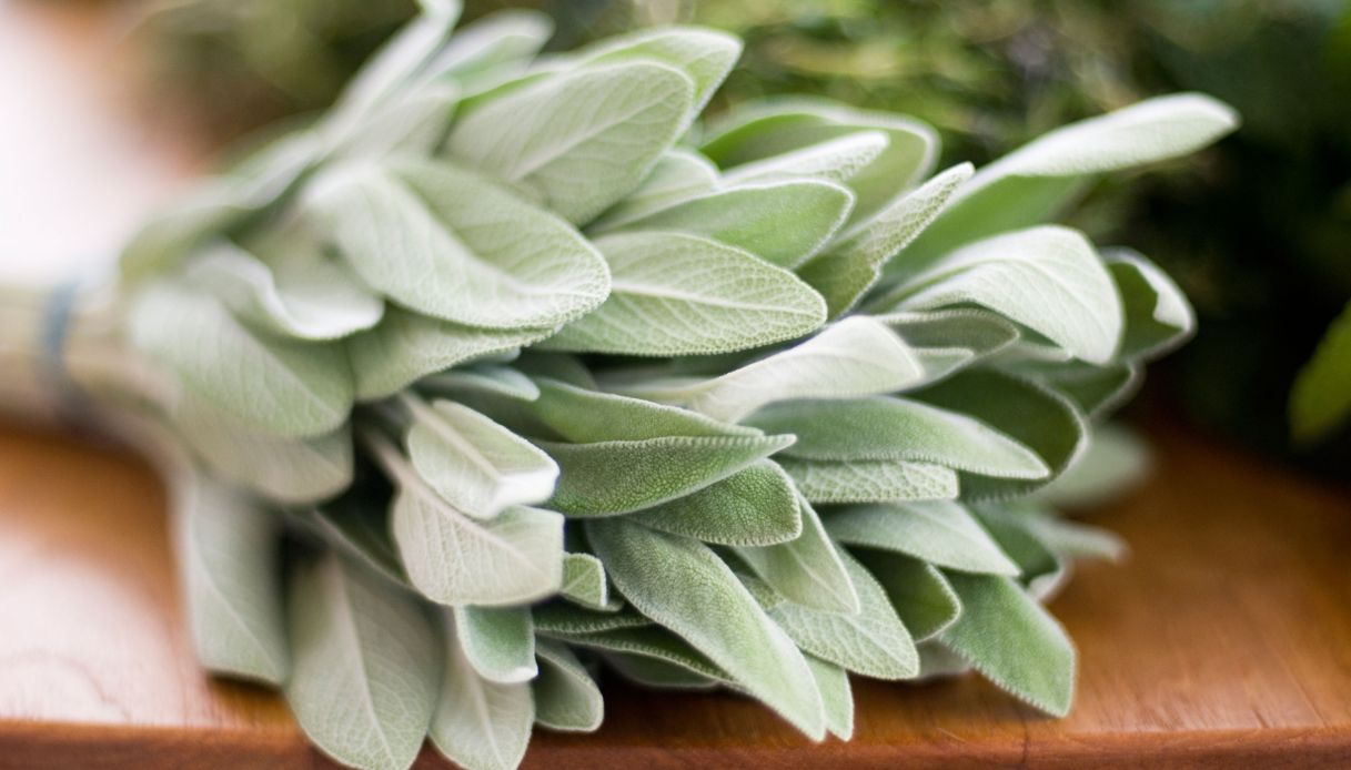 Come essiccare la salvia_step_2