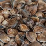 controllare le vongole