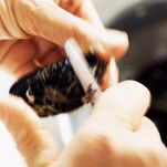 Close-up of hands cleaning mussels with small knife