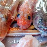 pesce