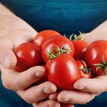 pomodori
