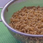 orzo