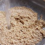 quinoa