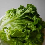 lattuga