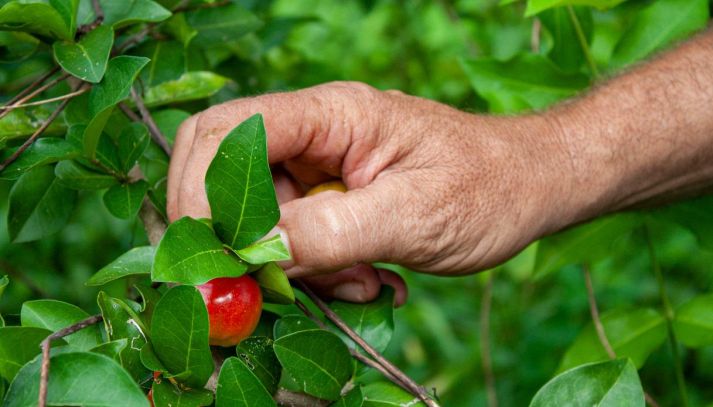 Acerola e salute