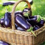 melanzane