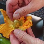 fiori di zucca in padella con pangrattato