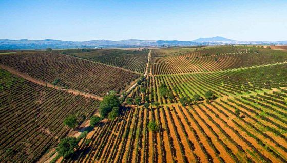 Filari delle Cantine di Venosa
