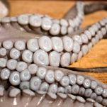 polpette di polpo takoyaki