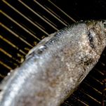 Trotta sulla griglia