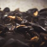 Cozze raschiate e private delle barbe